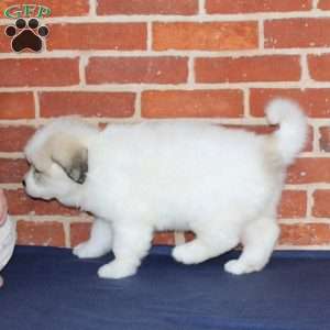 Queenie, Great Pyrenees Puppy